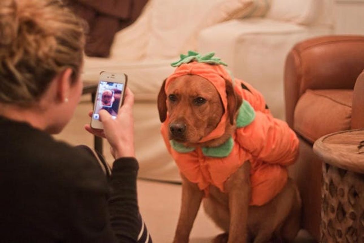 Announcing Our New Pets Category + Halloween Pet Costume Contest!