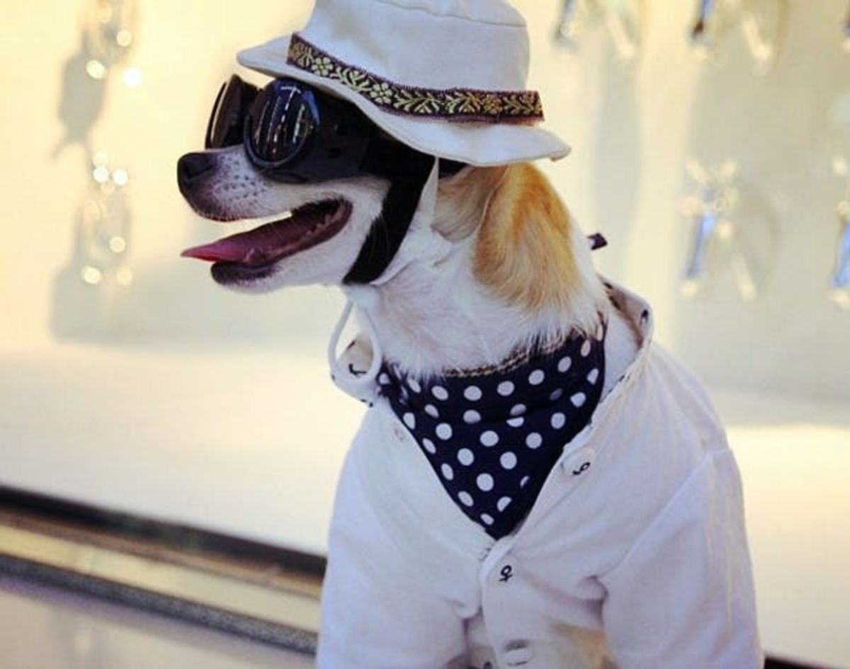 The BritList: The Best Dressed Dog on Instagram, Wooden Eames Chairs + More