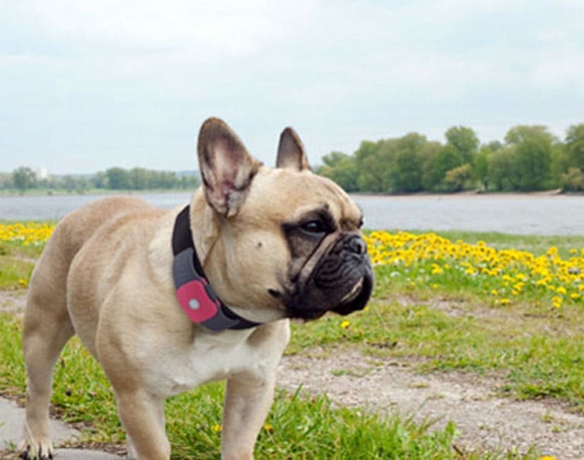 5 Activity and Location Trackers… For Your Pets!