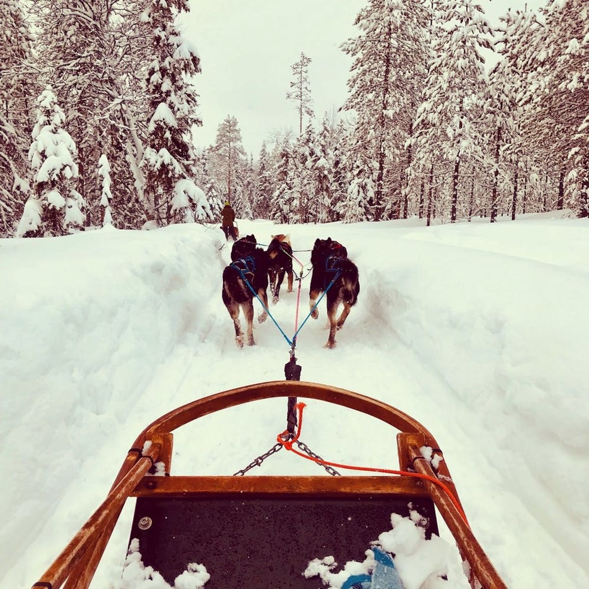 The Cold Never Bothered Me Anyway: What Husky Sledding in Finland Taught Me