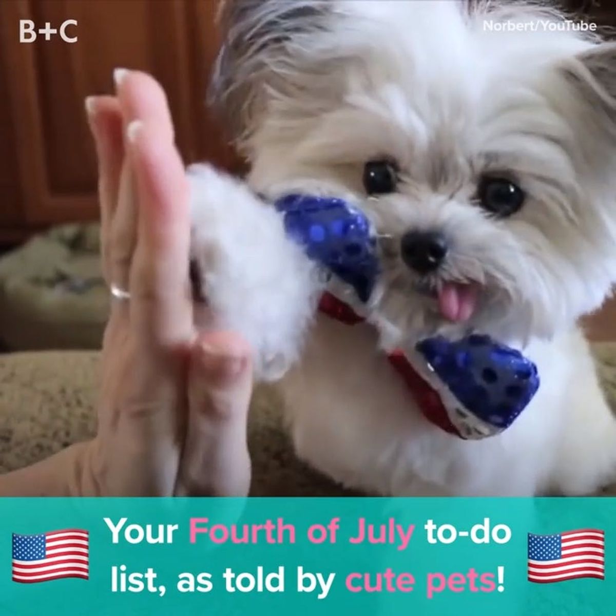 Your Fourth of July To-Do List, As Told By Cute Pets