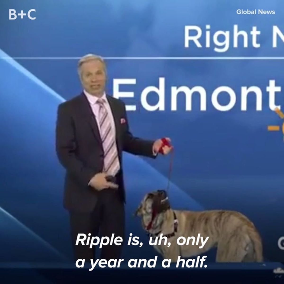Dogs Being Interviewed Is the Best Thing Youâ€™ll See All Day