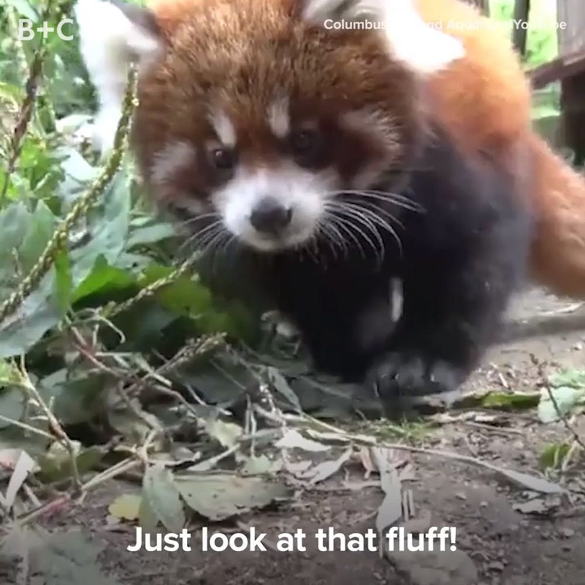 Proof That Baby Red Pandas Are Too Cute to Handle