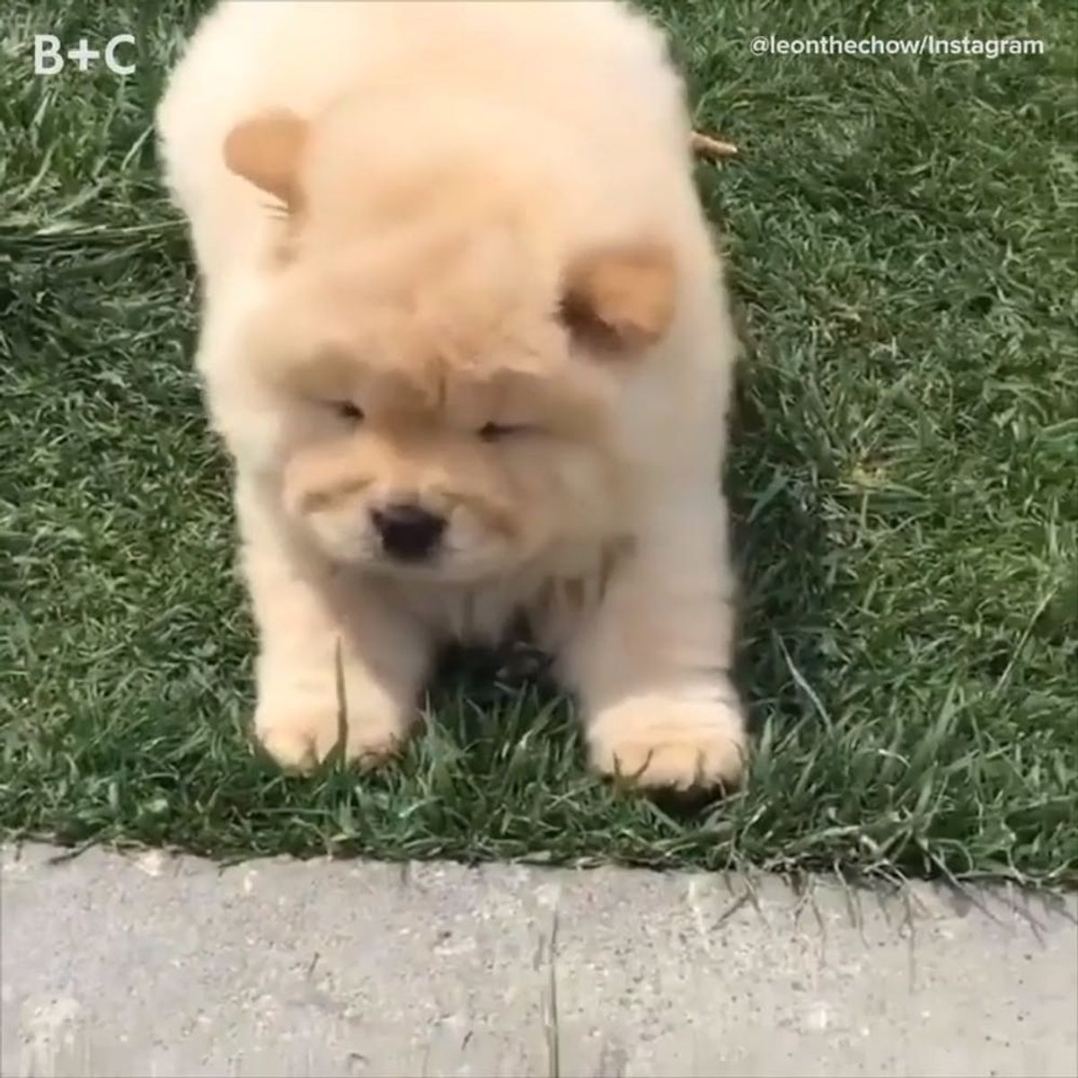 Fluffy Puppies Are Here to Steal Your Heart