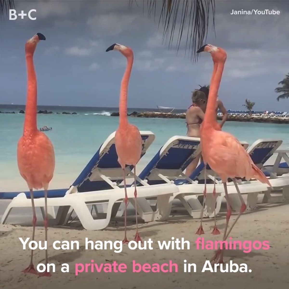 Arubaâ€™s Flamingo Beach Is *Officially* At the Top of Our Travel List