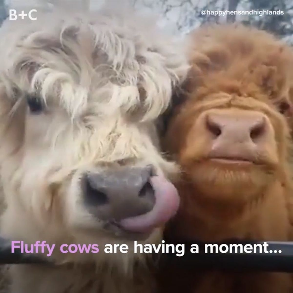 Fluffy Cows Are Having a Moment And We Are HERE For It