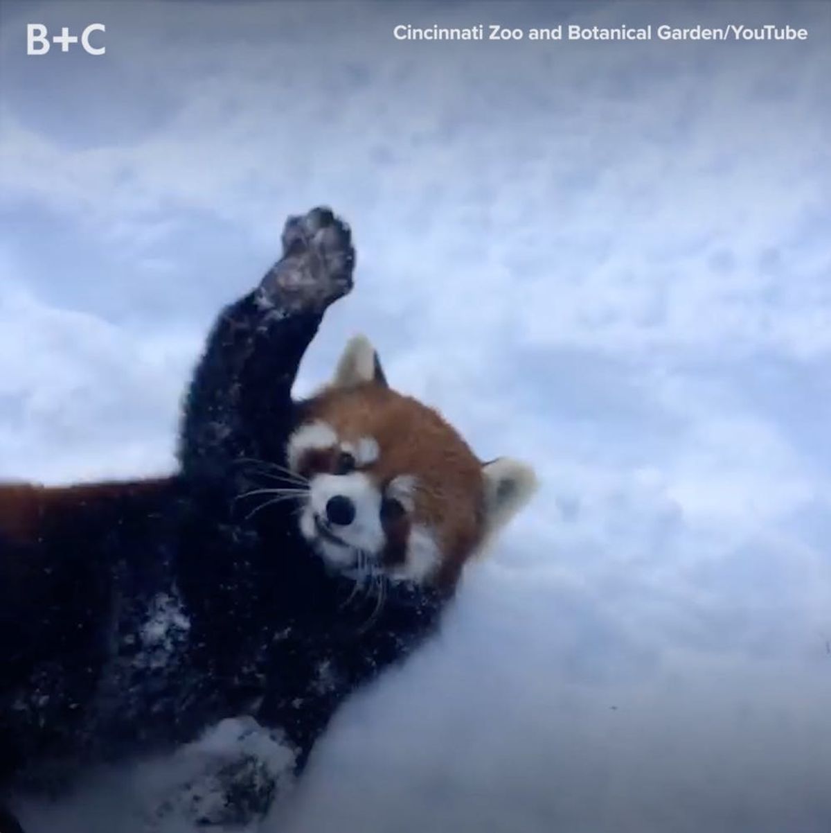 Proof That Animals Love to Play In the Snow as Much as We Do