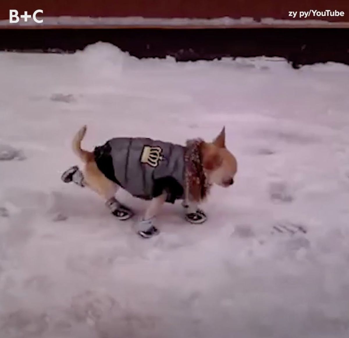 Animals Trying to Walk in Booties Is the Cutest Thing EVER