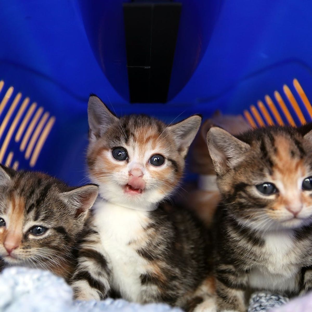 The USDA Is Finally Ending All Testing on Cats and Kittens