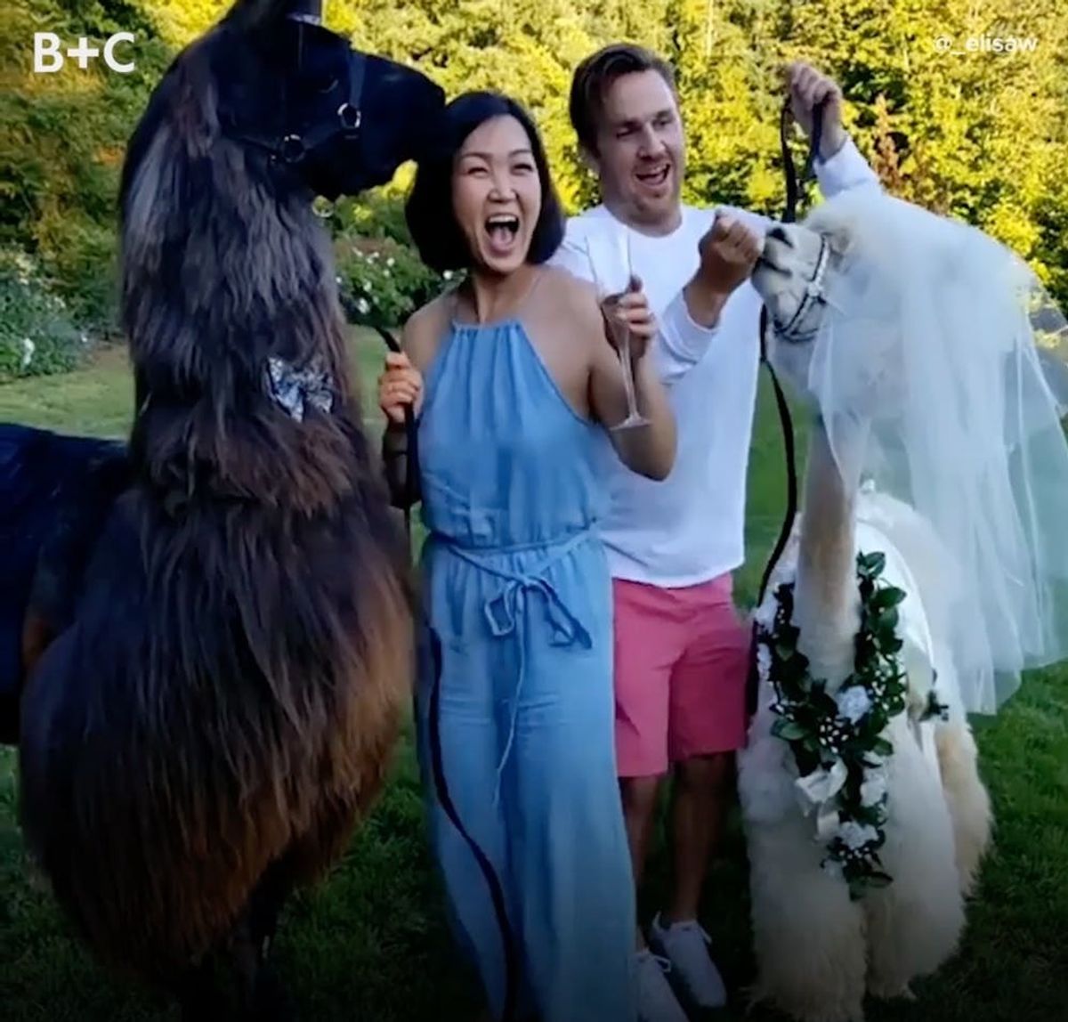 Why People Invite Llamas and Alpacas to Their Wedding