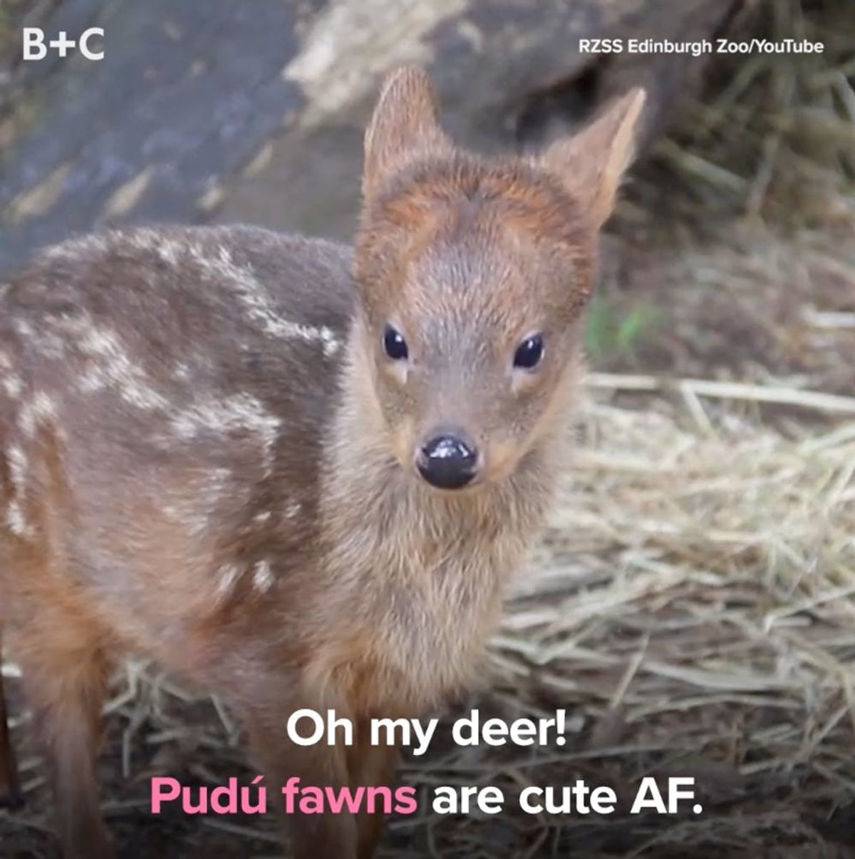 The World’s Smallest Deer Is Too Cute For Words