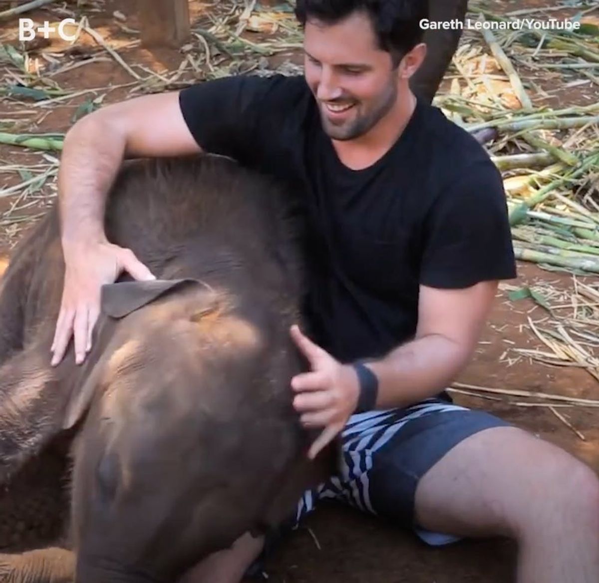 These Baby Elephants Don’t Know How Big They Actually Are