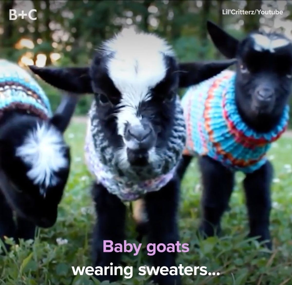 Baby Goats Wearing Sweaters Is the Happiest Thing You’ll See All Day