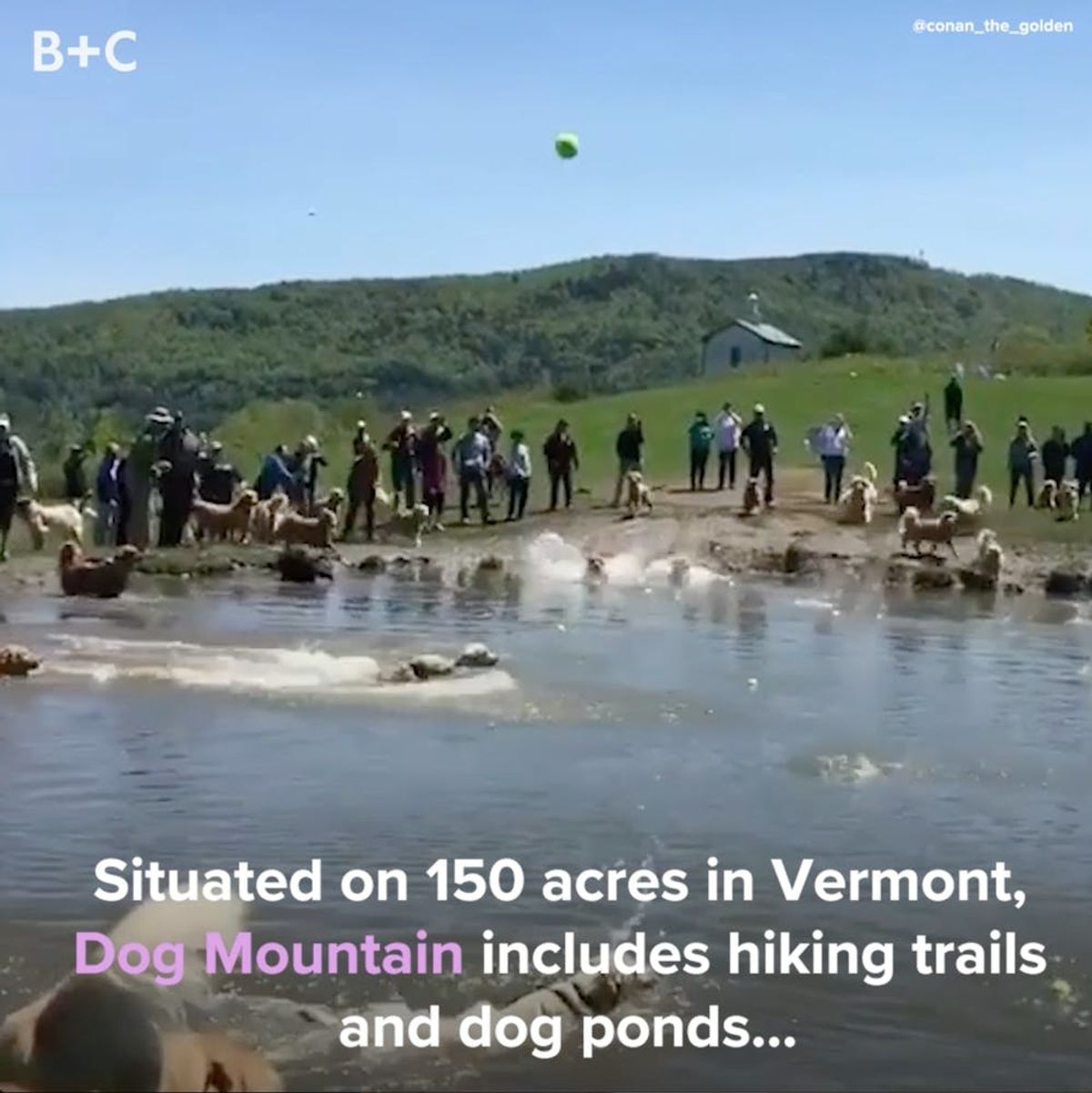 Here’s Why You Should Take Your Dog to Dog Mountain