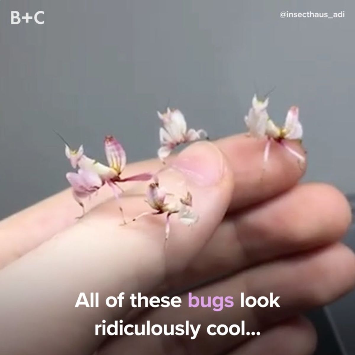 Proof That Bugs Can Be Ridiculously Cool