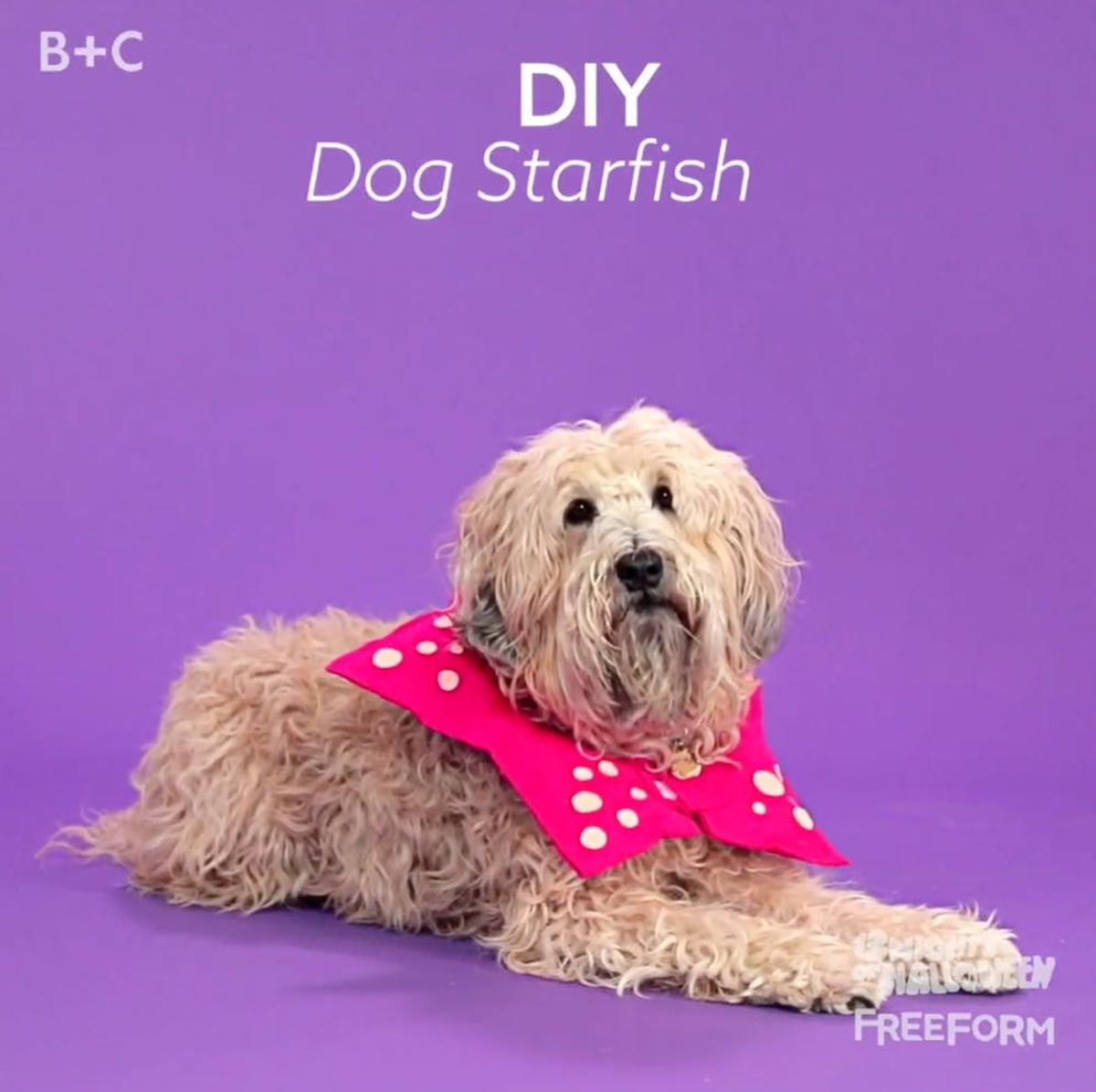 How to make a Dog Starfish Costume