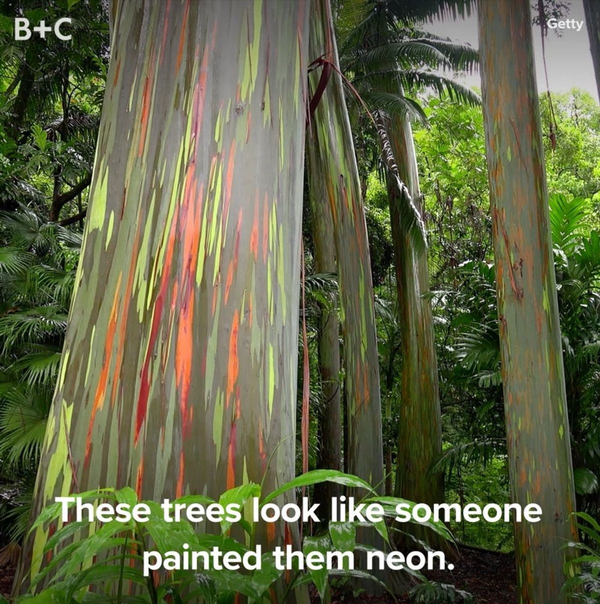 Rainbow Eucalyptus Trees Are Our New Fave Plant
