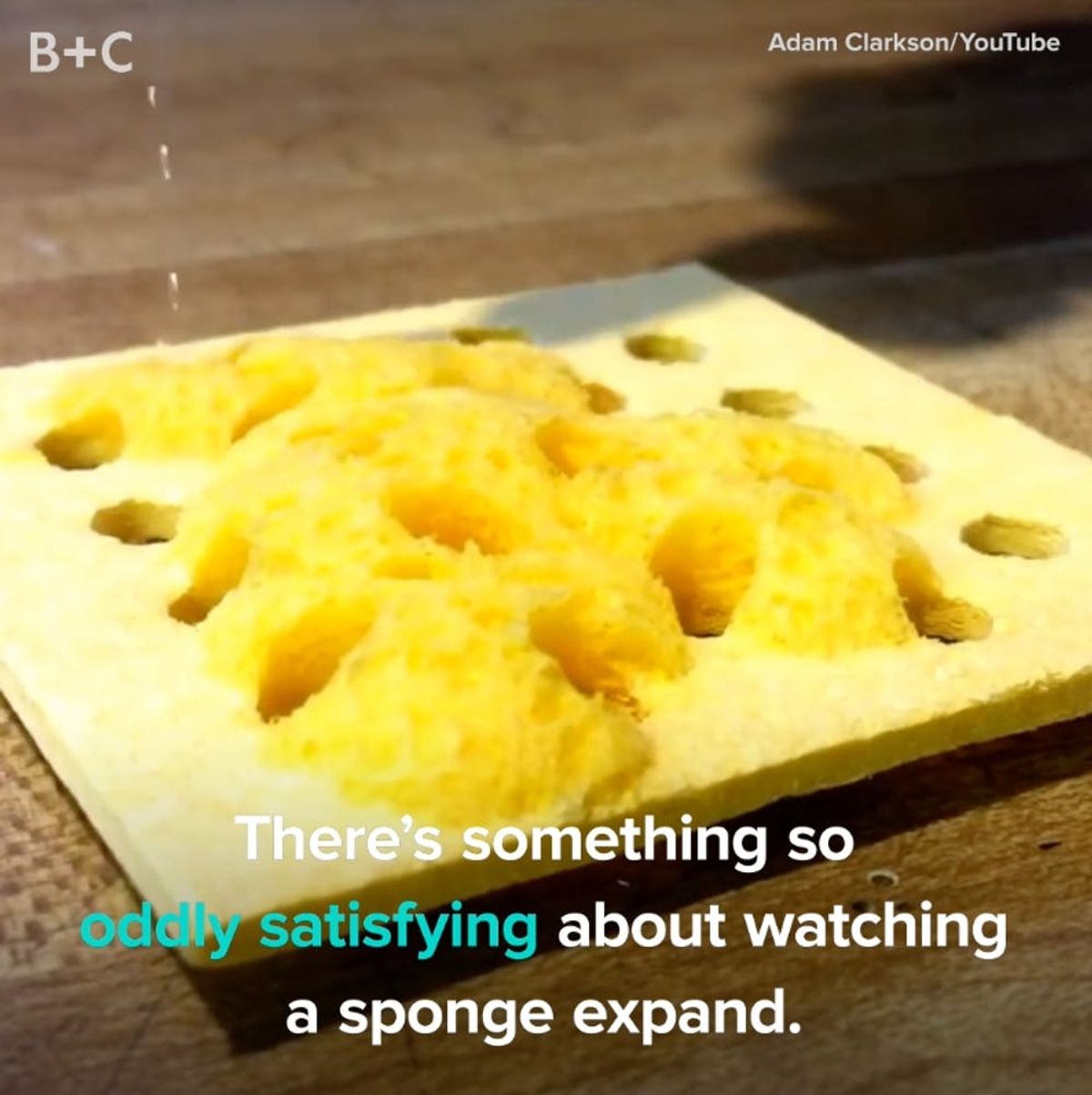 There’s Something SO Satisfying About Adding Water to a Sponge