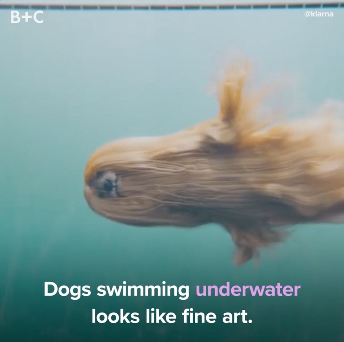 Dogs Swimming Underwater Is So Weird