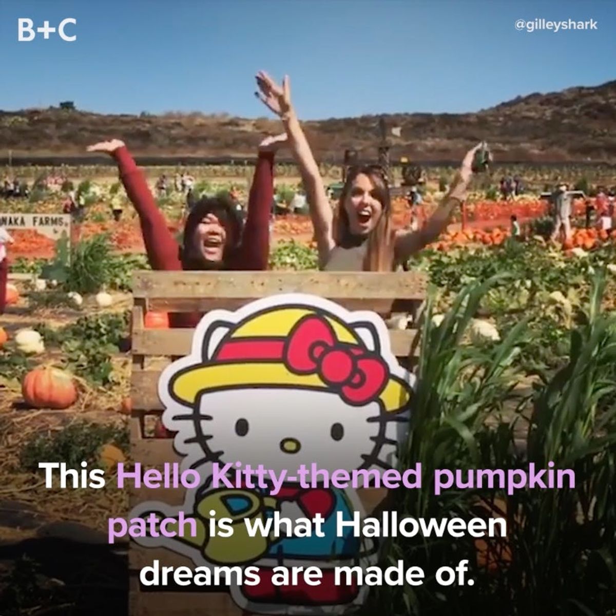 The Hello Kitty Pumpkin Patch Is ADORABLE