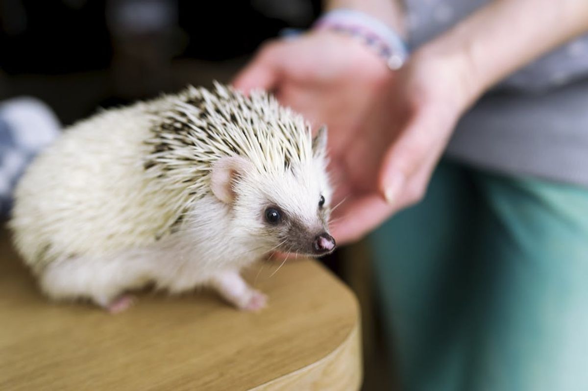 Hedgehogs Are the Animals of Our Dreams!