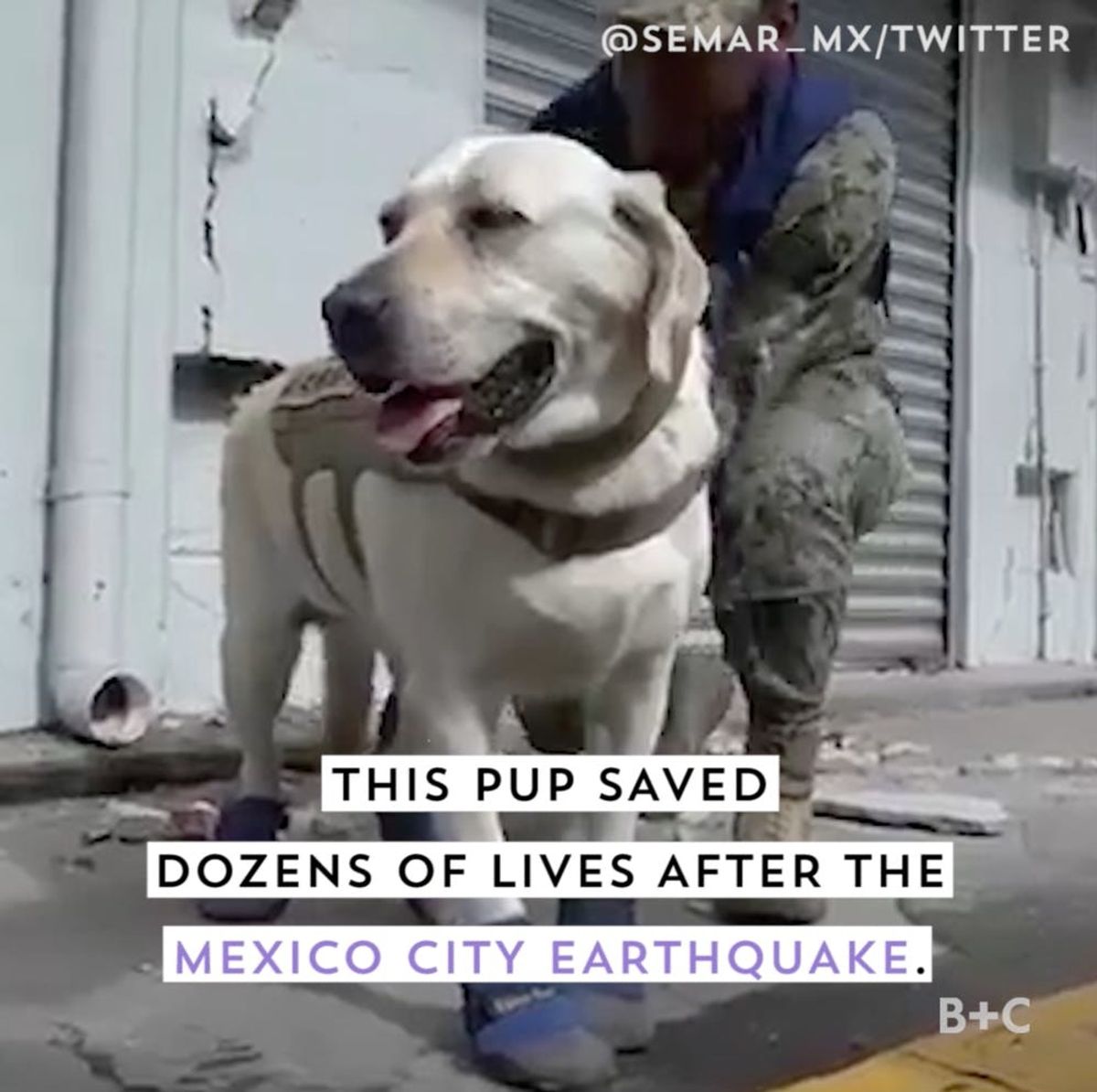 This Pup Saved Dozens of Lives After the Mexico City Earthquake