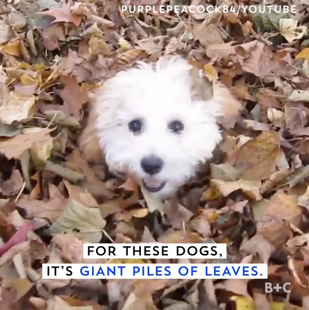 These Dogs Love Giant Piles of Leaves