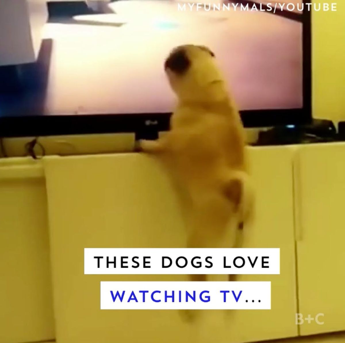 Dogs Watch TV, Too!