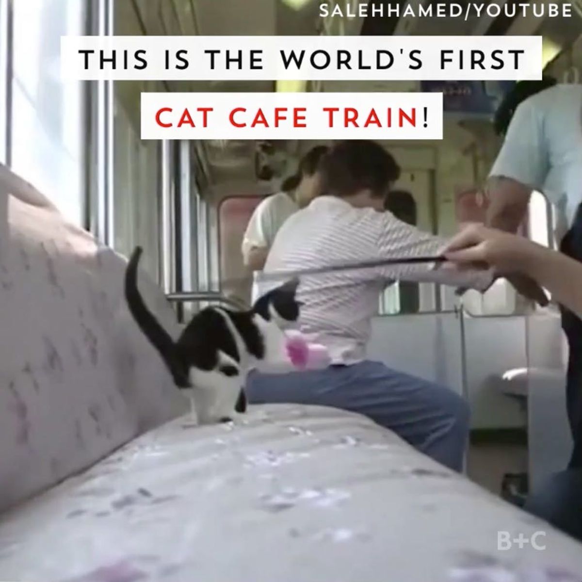Travel Through Japan on a Train Filled With Kittens