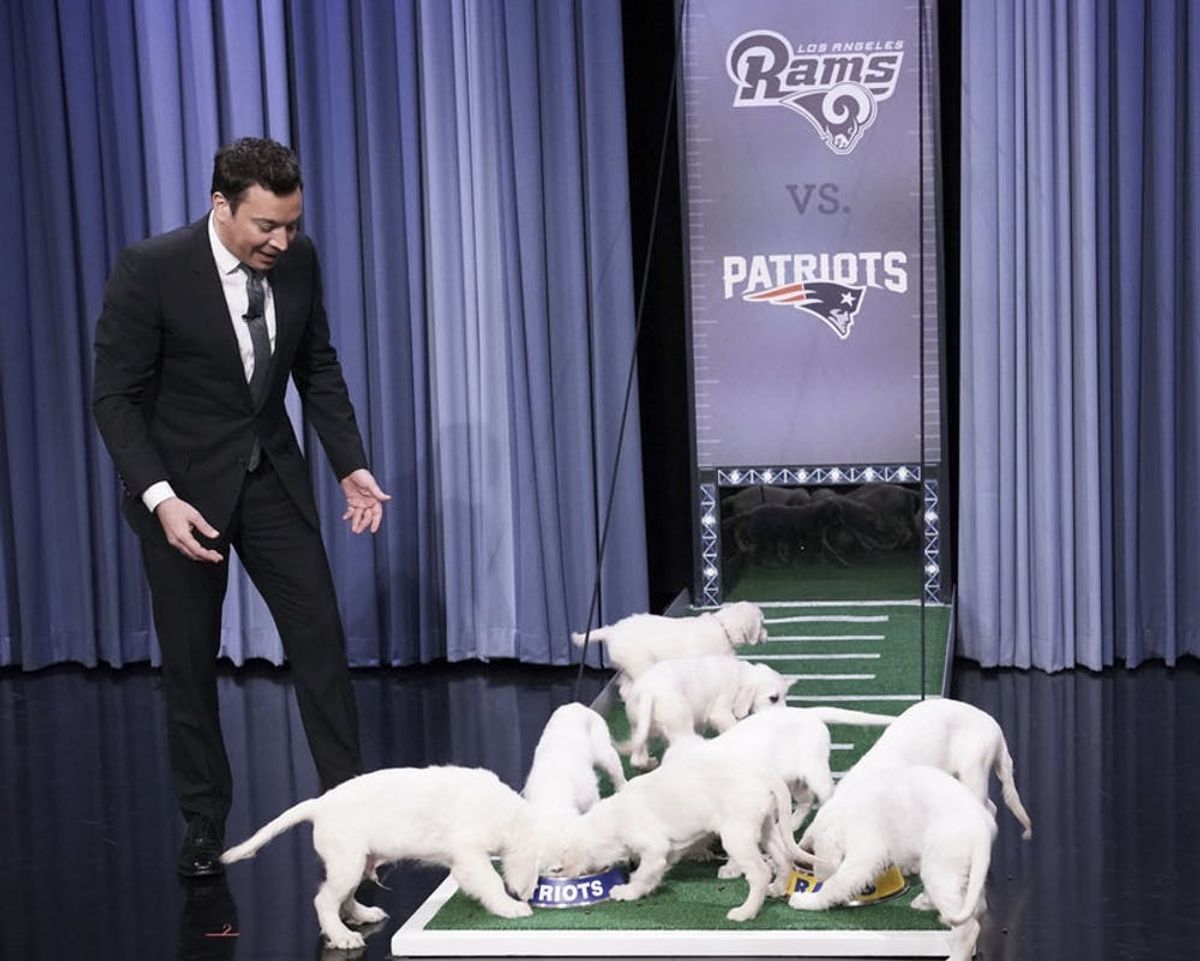 Watch Jimmy Fallon’s Super Bowl Puppy Predictors Pick Tonight’s Winner