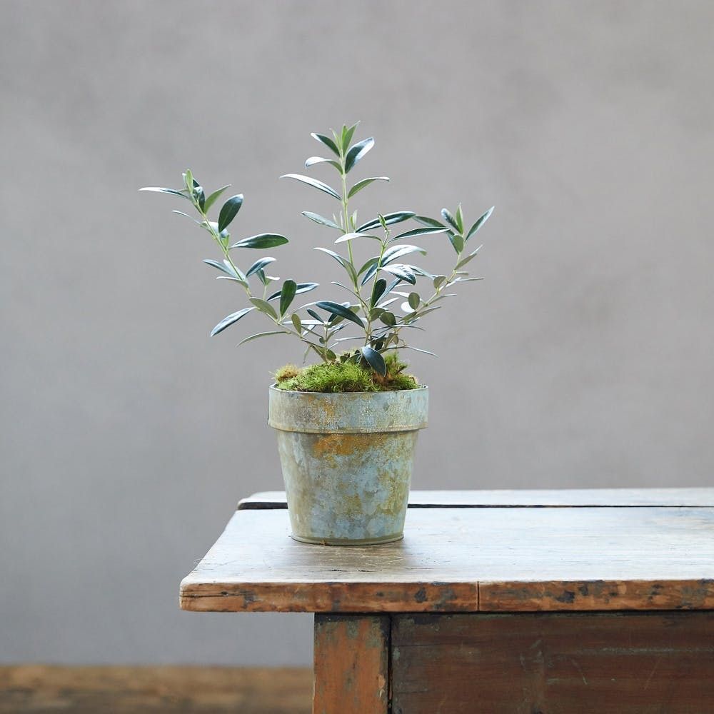 plant care tips for winter houseplant in a tiny pot