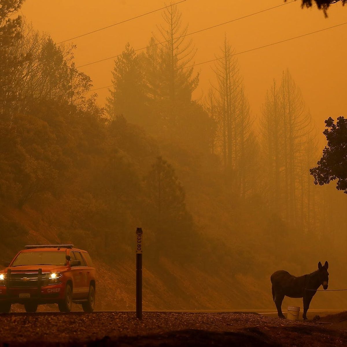 People Are Doing Everything They Can to Evacuate Animals from Devastating California Wildfires