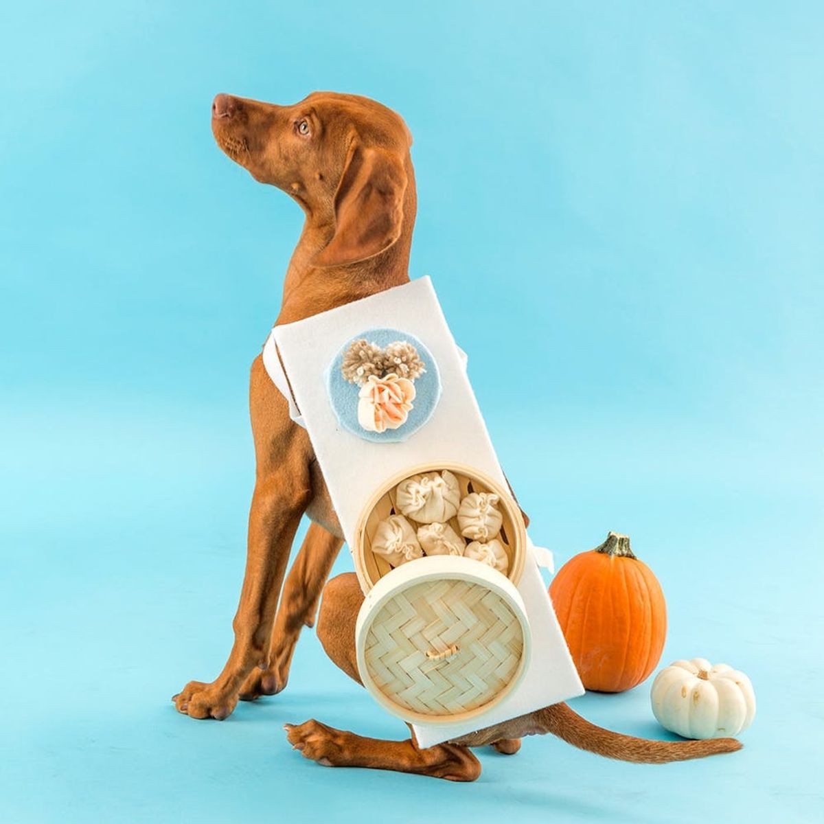 Dress Your Puppy in This Dim Sum Dog Costume for Halloween