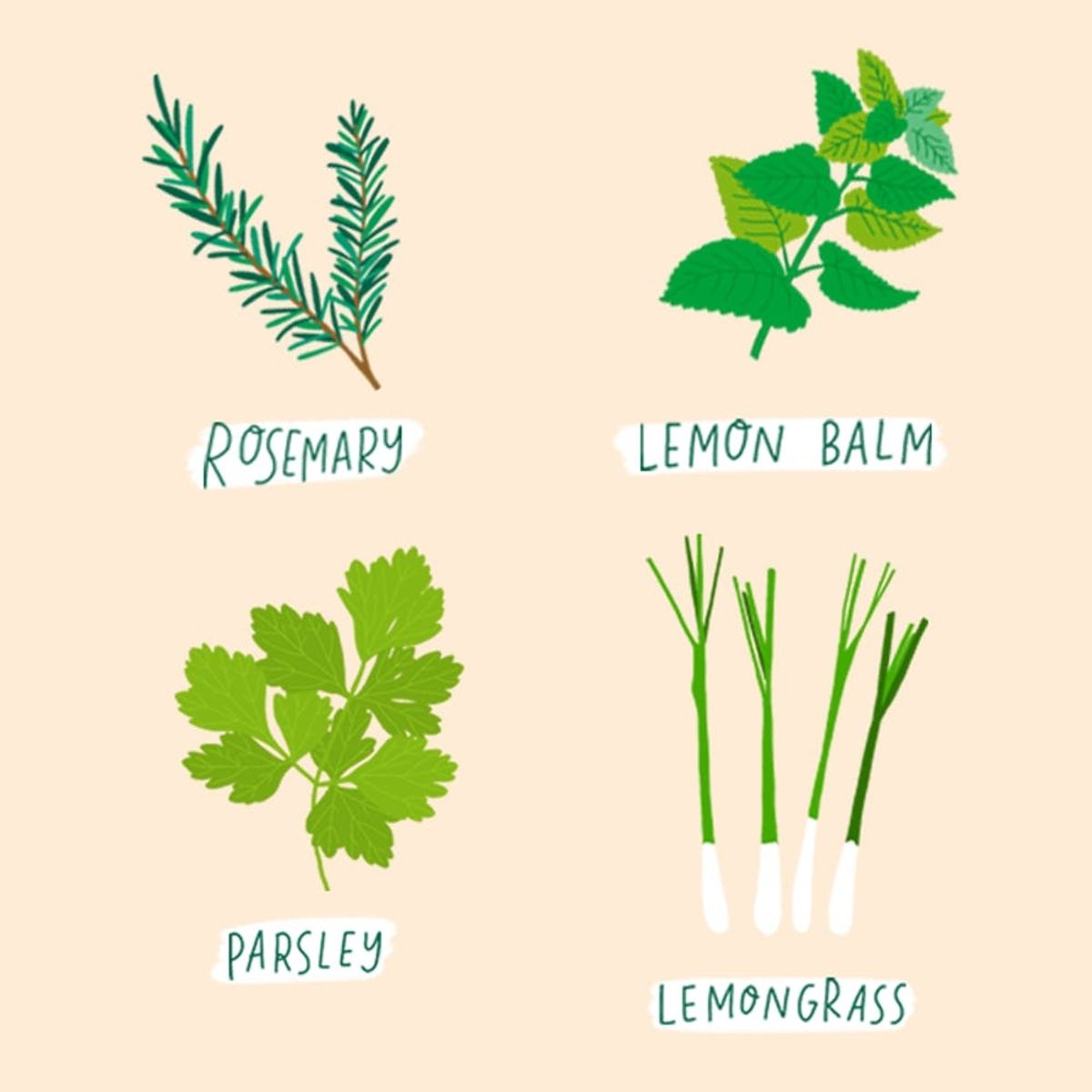 10 Tasty Herbs That Are Easy to Grow in Your Kitchen
