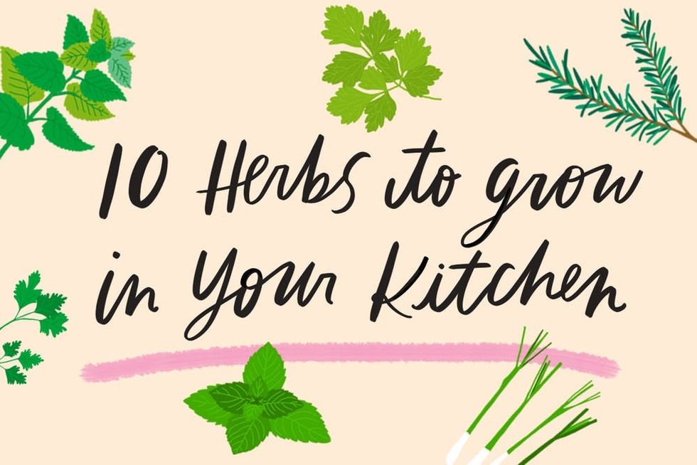 10 Tasty Herbs That Are Easy to Grow in Your Kitchen Brit + Co
