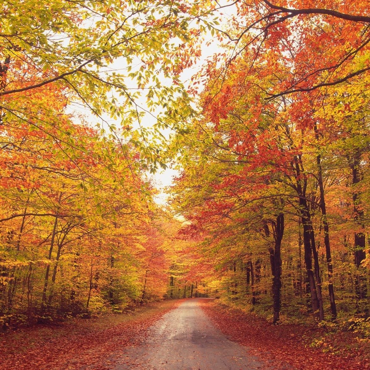 Here’s When and Where to See Peak Fall Foliage
