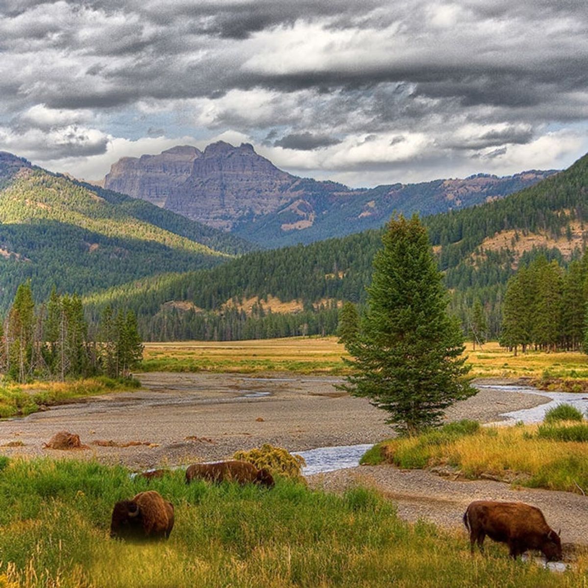 Born to Be Wild: The Ultimate Guide to Visiting Yellowstone Year-Round