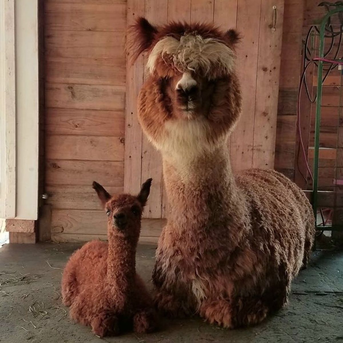8 Airbnbs That Will Let You Live Out All of Your Alpaca Dreams