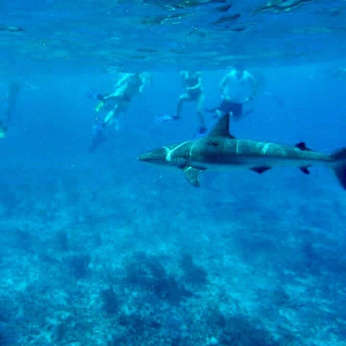 Shark Week Memories: What Swimming with Reef Sharks in the Bahamas Taught Me About Confidence