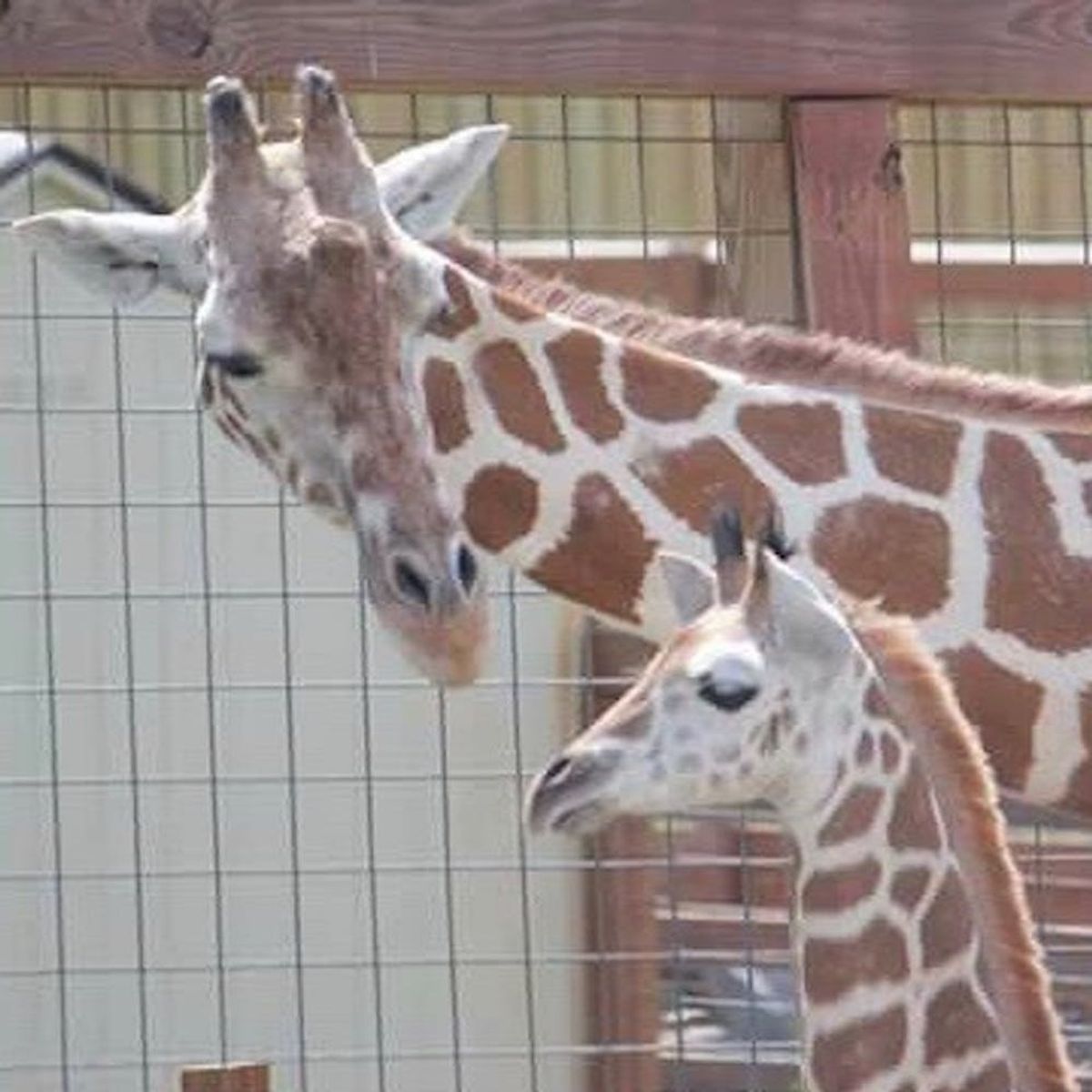 April the Giraffe Is Pregnant Again!