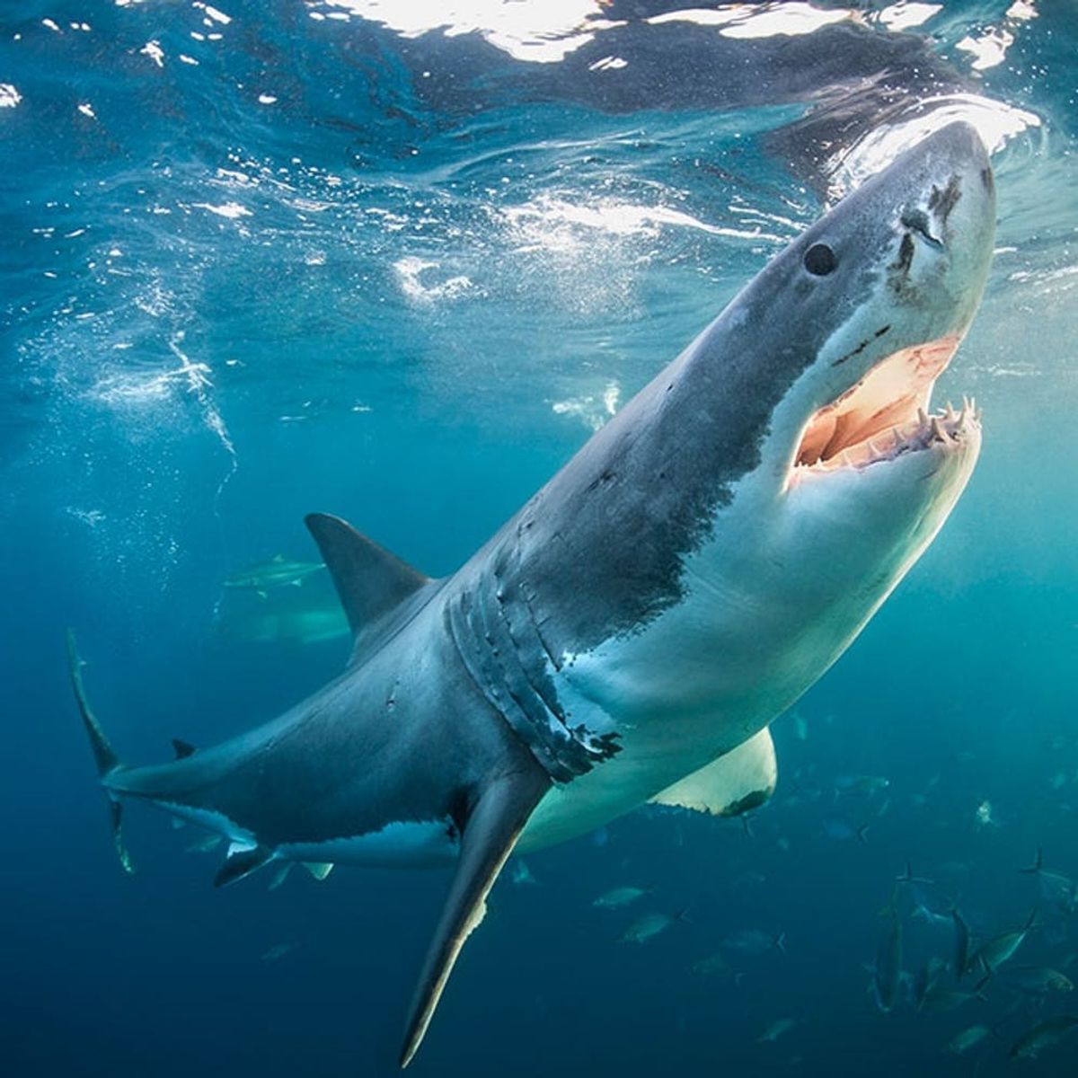 From South Africa to Bali, These Trips Let You Live Every Week Like It’s Shark Week