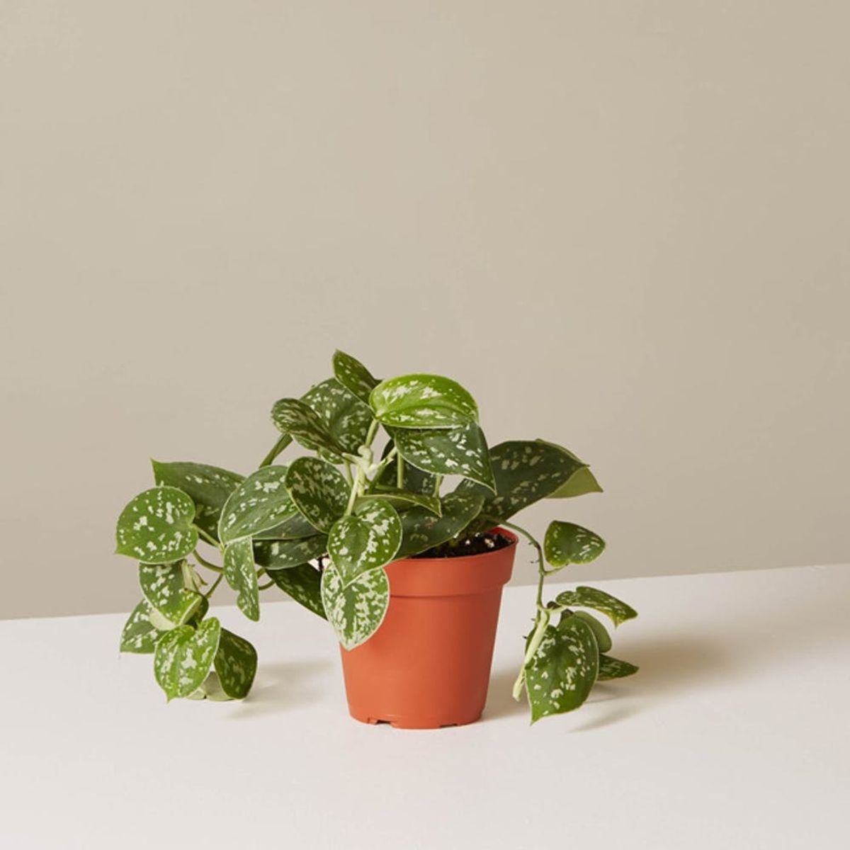 The One Trick That Will *Actually* Keep Those Indoor Plants Alive
