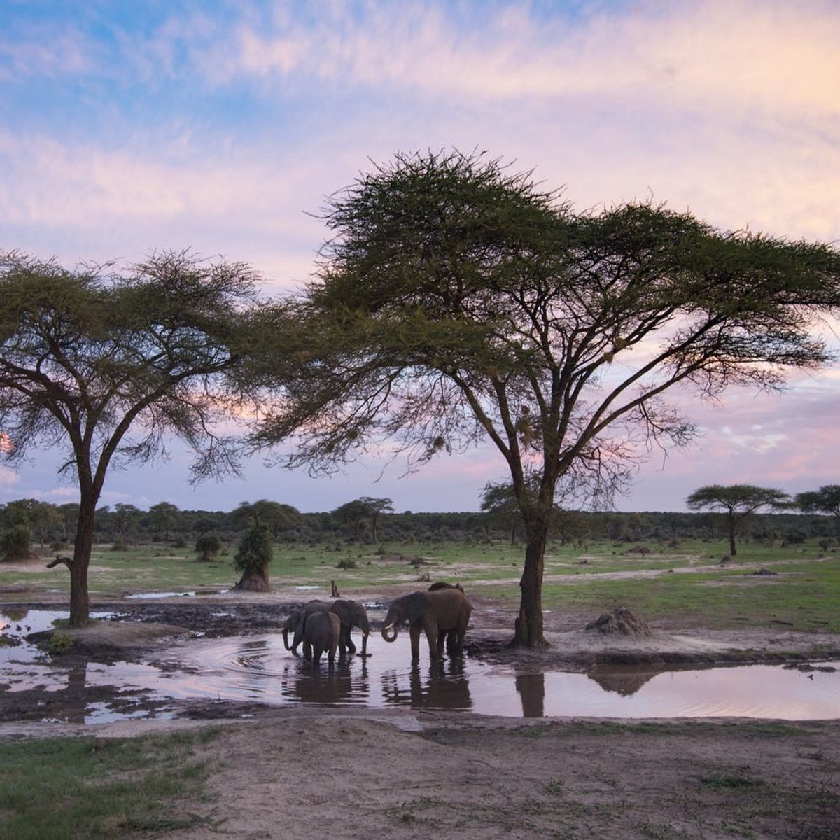 9 African Safaris That Are Worthy of a Royal Honeymoon