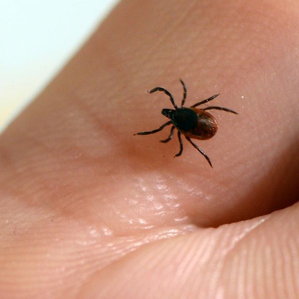 Lyme Disease Is Scary and on the Rise – How to Protect Yourself from Ticks