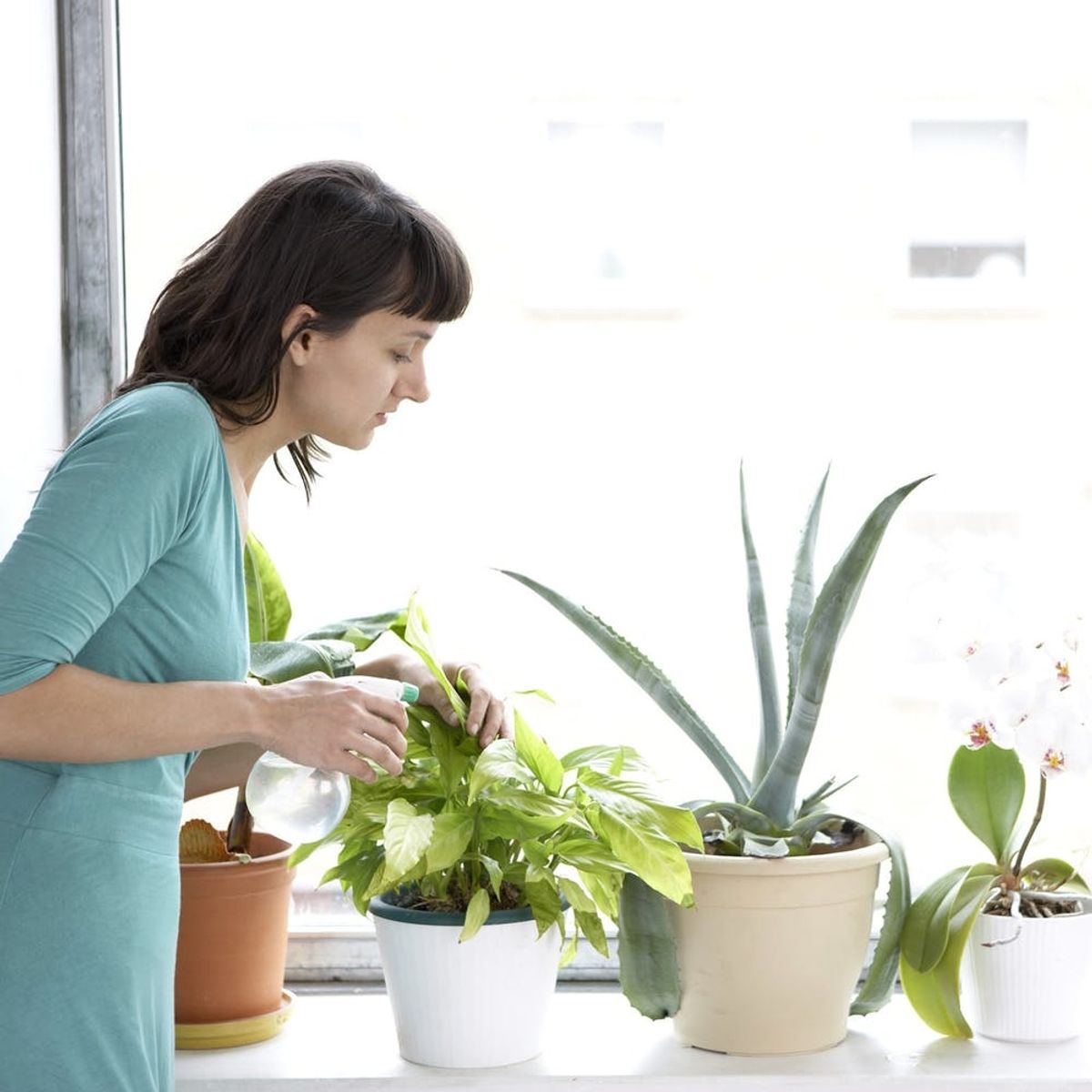 The 5 Best Hacks to Keep Your Plants Alive