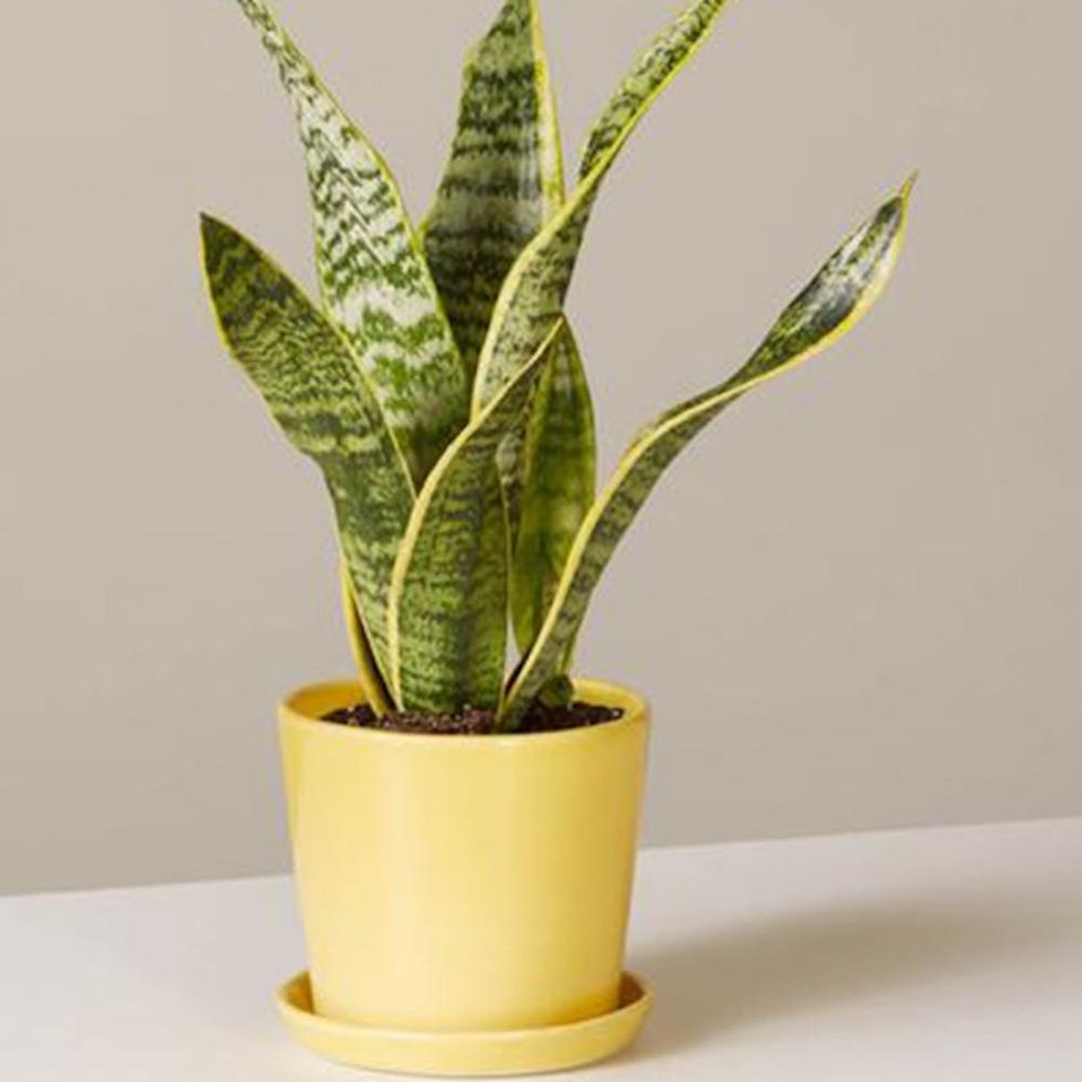 The Best Houseplants for Every Room in Your Home