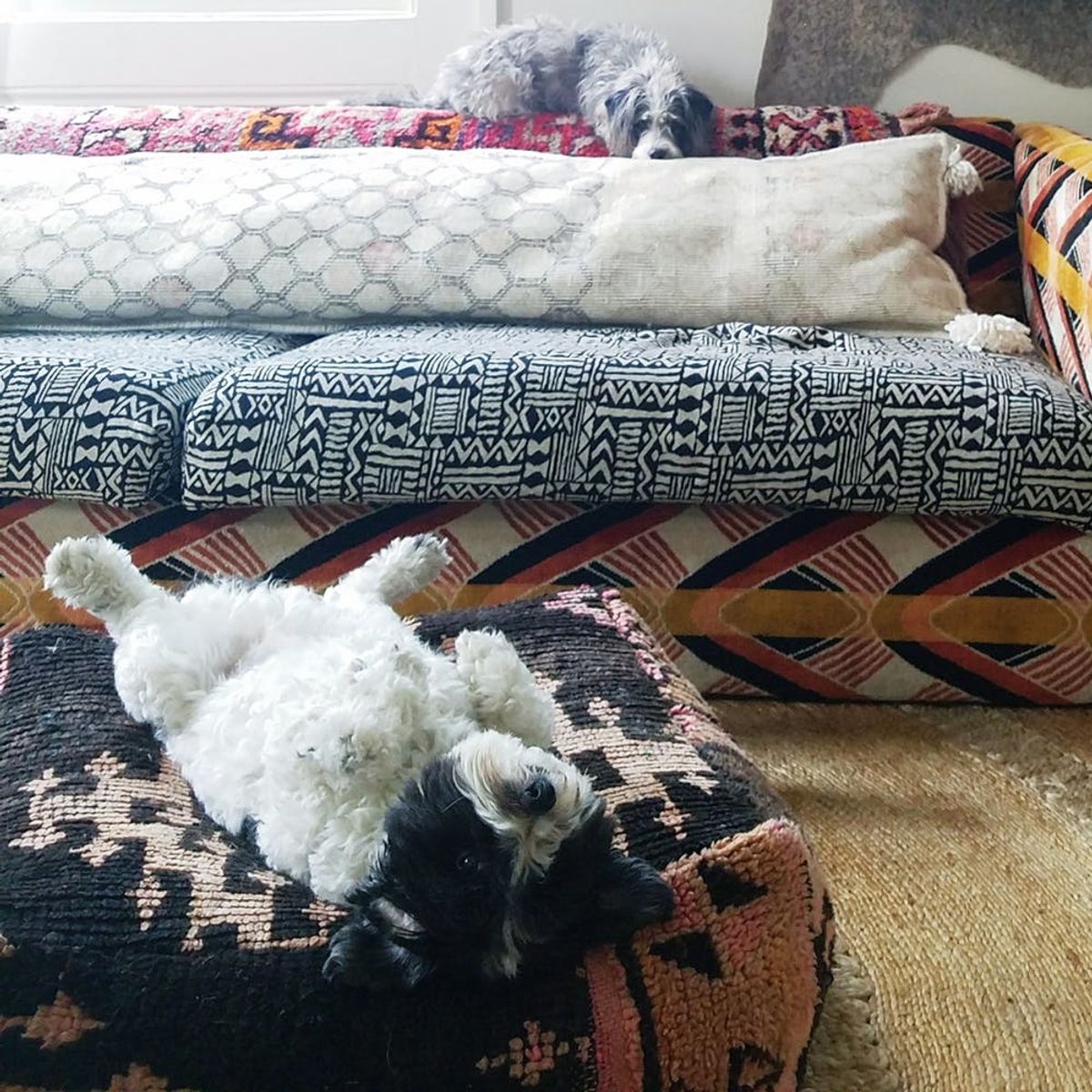 How Pet-Loving Home Decor Pros Really Keep Their Place Photo-Ready