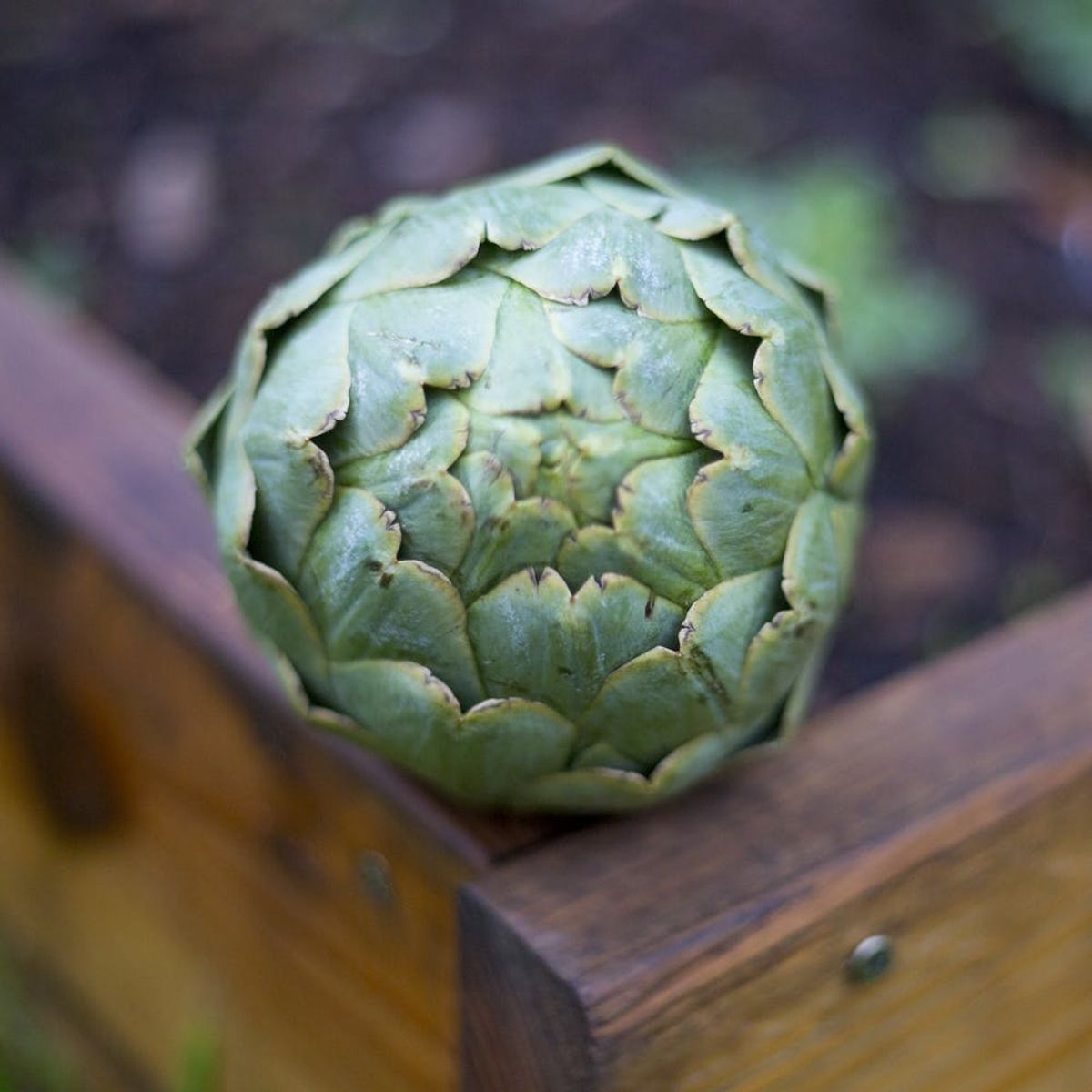 How to Steam an Artichoke (AKA the Best Excuse to Eat Garlic Butter)