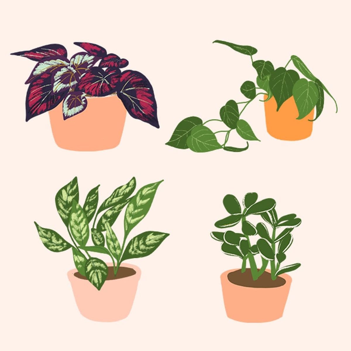 14 Houseplants That Are Dangerous for Your Pets and Kiddos