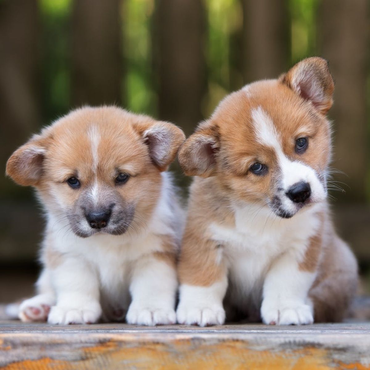 Here’s How Looking at Puppy Pictures Can Help Your Relationship